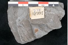 Foto (Detailansicht) von Asterophyllites sp.  (NHMW-GEO-2024-0188-10992)